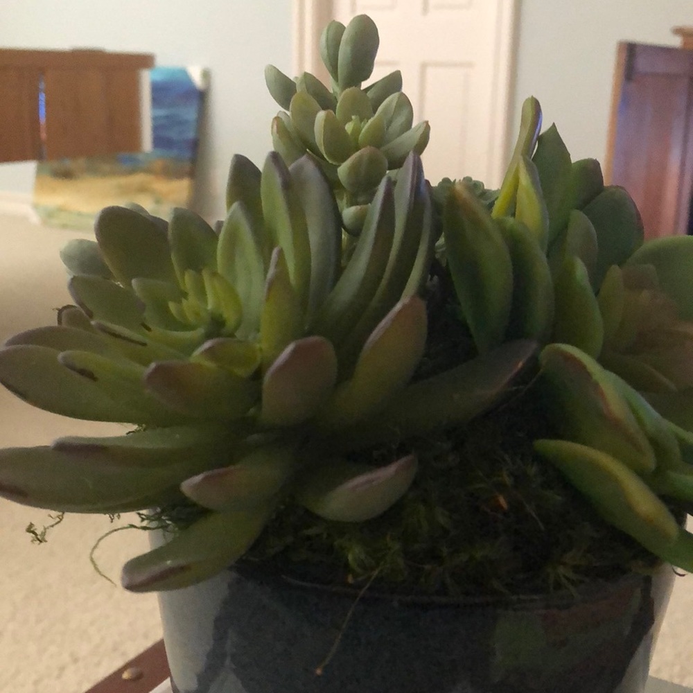 Meet your Posher, Rose